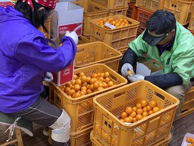 年内発送 完熟早生 有田みかん 小玉ちゃん 等級混合 2.2 kg 和歌山 南泰園 みかん
