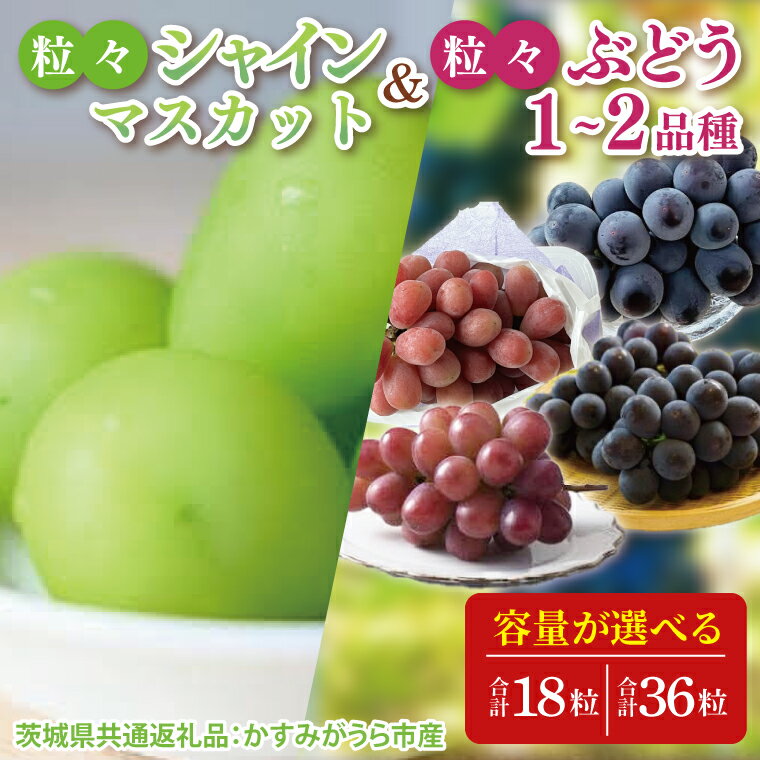 【ふるさと納税】【先行予約】【2025年8月より発送開始】【選べる】粒々ぶどう 18粒 36粒 シャインマスカットとぶどう（茨城県共通返礼品：かすみがうら市産）|葡萄 ぶどう ブドウ 果物 くだもの フルーツ シャインマスカット 数量限定 共通返礼品 茨城県 大子町（CD166）