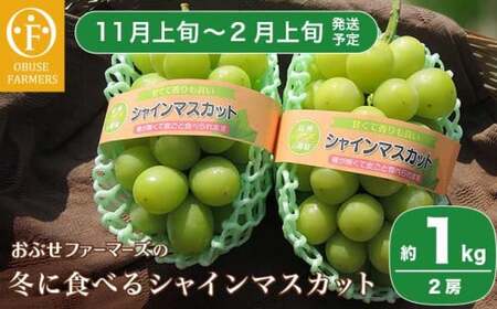 冬に食べるシャインマスカット 約1kg 2房［ おぶせファーマーズ ］ぶどう フルーツ 果物 【2026年11月上旬～2027年2月上旬発送】［F-535］