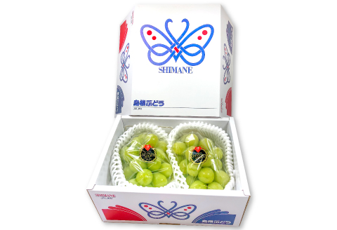 B-542 【先行予約】 シャインマスカット 2房【ぶどう シャインマスカット 種なし 先行予約 しゃいんますかっと 2房 たねなし 皮ごと 大粒 期間限定 季節限定】