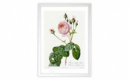 【ジクレー版画】ルドゥーテのバラ（ピンク：ケンティフォリア・ブラータ）　LLサイズ　【11246-0330】