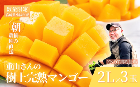 【2027年発送 先行予約】濃厚果肉 みやざき完熟マンゴー 2L×3玉（マンゴー フルーツ アップルマンゴー 果物 くだもの 先行受付 宮崎）