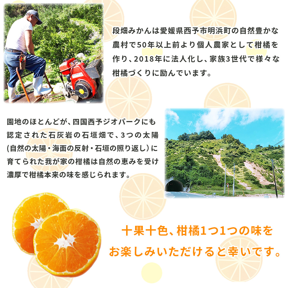 ＜愛媛県産 極早生みかん 約10kg ご家庭用＞ 温州みかん 家庭用 訳あり 果物 ミカン 柑橘 フルーツ 特産品 段畑みかん株式会社 愛媛県 西予市