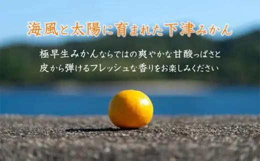 訳あり 極早生みかん 混合 6.5kg 和歌山みかん