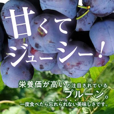 ふるさと納税 余市町 2025年8月下旬より発送　余市の砂川果樹園が贈る【余市の生プルーン】1.6kg_Y033-0035 |  | 01