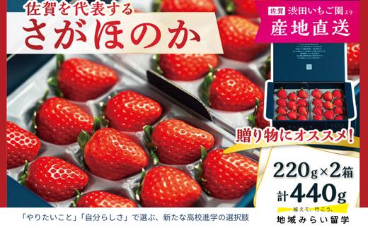 
            【先行予約｜渋田いちご園】佐賀県佐賀市産 さがほのか 440g（220g×2パック）
          