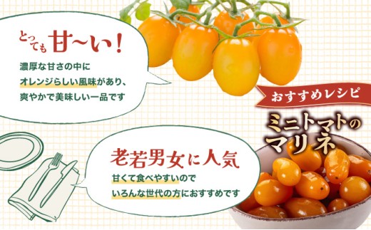 【先行販売】【ファーム雫】甘さにこだわった濃厚オレンジミニトマト ２kg【a127-004】 オレンジ