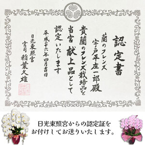 【ふるさと納税】胡蝶蘭 大輪 ミディタイプ 白3本立 8号鉢 | 胡蝶蘭 開店祝い ピンク 白い 開業 お祝い インテリア 栃木県 下野市 送料無料