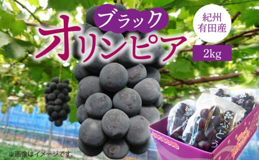 G7088_ 紀州有田産 ブラックオリンピア (ハチミツぶどう) 2kg 【ぶどう ブドウ 葡萄 グレープ フルーツ 国産】