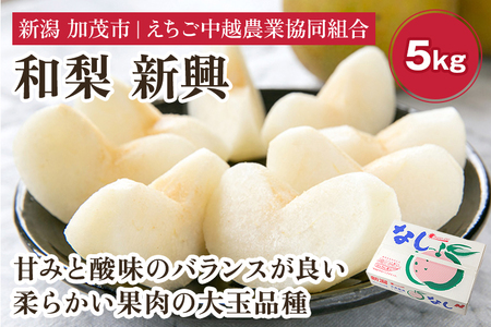 【2026年先行予約】「天果糖逸（てんかとういつ）」新潟県産和梨 新興 約5kg（6～8玉）《10月下旬～配送予定》 しんこう 加茂市 えちご中越農業協同組合