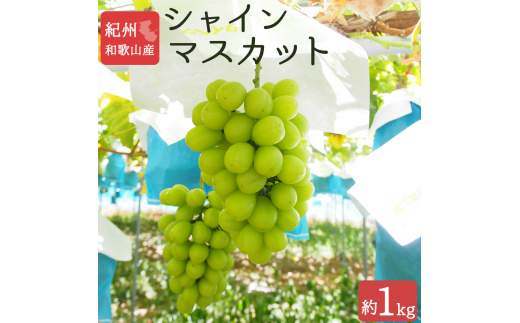 紀州和歌山産 シャインマスカット 約1kg ※2025年8月下旬頃～9月上旬頃に順次発送 ※日付指定不可 ぶどう ブドウ 葡萄 マスカット 果物 くだもの フルーツ 人気【uot782】