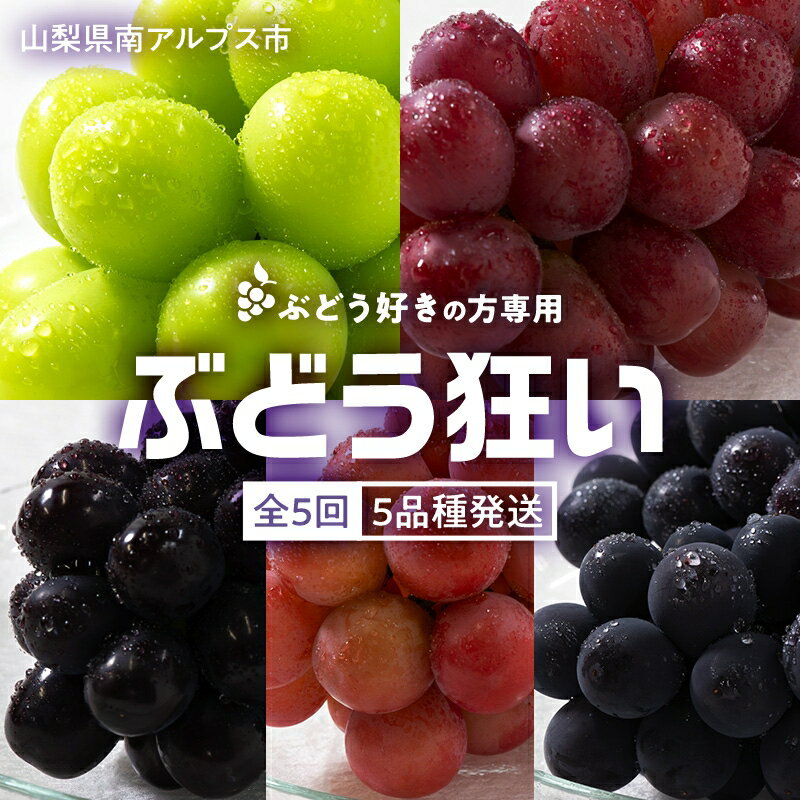 【ふるさと納税】 5-89 ぶどう狂い　シャインマスカットを含むぶどう5種 ふるさと納税 おすすめ 山梨県 南アルプス市 送料無料 ALPAH018