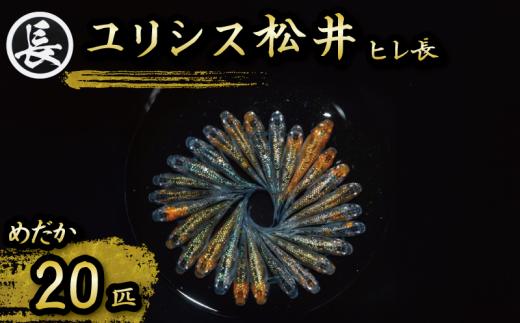129-31　ユリシス松井ヒレ長　オス・メス　ランダム20匹