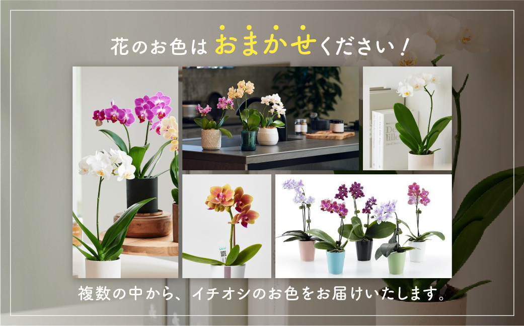 産直胡蝶蘭『カララ』4鉢セット ウッド鉢 ※写真はイメージです。