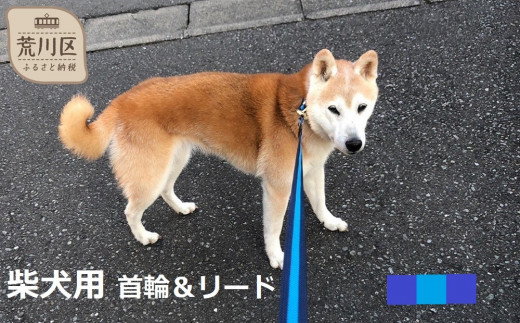 
柴犬用カラー（首輪）＆リード(カラー：紺・水色・紺)
