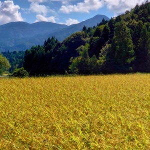 かみいしづのお米『かみむすび』(こしひかり) 白米・5kg