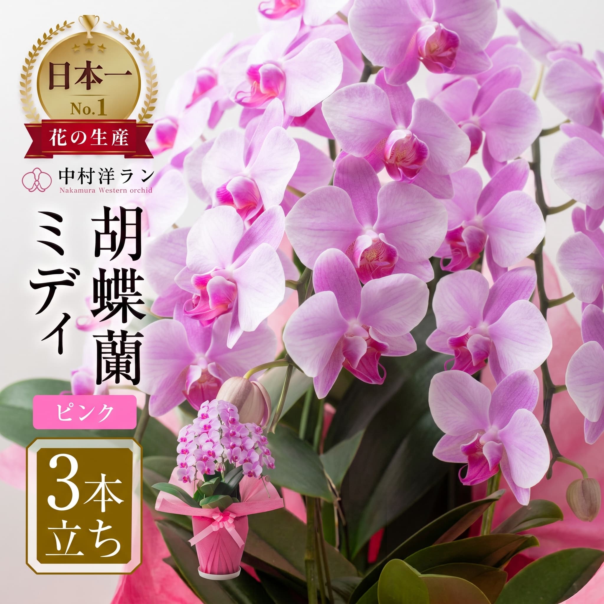【ふるさと納税】高評価☆4.8 胡蝶蘭 ミディ 中村洋ラン ピンク 3本立ち (25輪〜30輪) 陶器鉢寄せ植え ギフト 鉢花 蘭 プレゼント 洋ラン 生花 お花 お祝い 開店祝い 就任祝い 冠婚葬祭 蘭 母の日 新築祝い 記念日 ギフト 贈り物