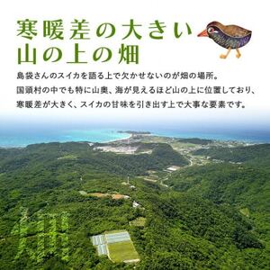 【2024年発送 先行予約】島袋さんの初夏スイカ《5～7Kg×2玉》