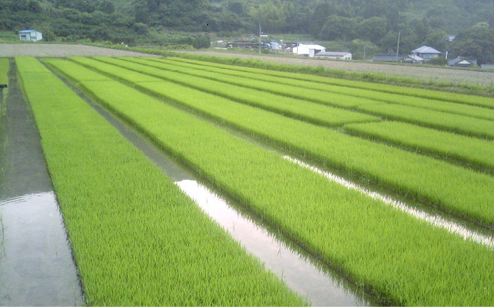 米 小分け 食べ比べ セット 山つき ヒノヒカリ 夢つくし ミルキークィーン