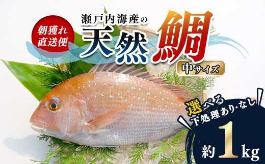 
                  【朝獲れ直送便】瀬戸内海産の天然鯛を丸ごと1匹 中サイズ FAH-0105
                