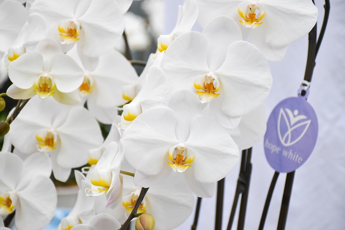 【４月発送分】コチョウラン５本立て【鴻巣花き市場品評会で最高賞受賞】