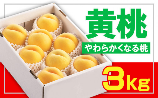 ☆フルーツ王国山形☆黄桃秀品 3kg [やわらかくなる桃] 【令和7年産先行予約】FS23-828 くだもの 果物 フルーツ 山形 山形県 山形市 2025年産