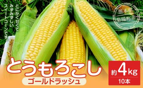 【2023年6月発送開始】 とうもろこし ゴールドラッシュ 約4kg (10本) 熊本県産 国産 甘い スイートコーン