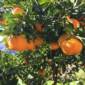 有田育ちの 完熟 ポンカン (ご家庭用) 約6.5kg【先行予約・2025年1月～発送】【MS46】