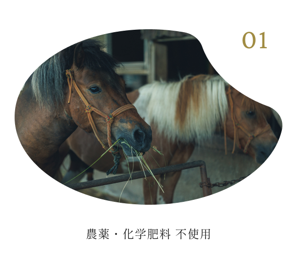 【予約受付】令和8年産・新米 ごんべえ米 5㎏ 予約 令和8年産 新米 白米 玄米 精米 米 お米 玄米対応可能 ご飯 ごはん 無農薬 農薬不使用 産地直送 吉原ごんべえ村 熊本 南小国 送料無料