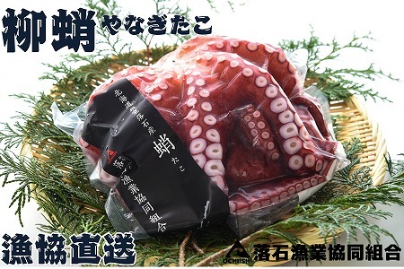 【北海道根室産】柳蛸ボイル2杯(計2kg) B-20012