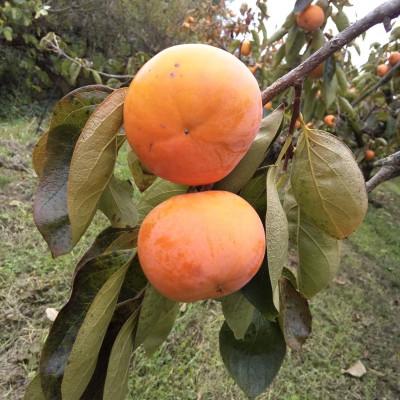 ふるさと納税 五條市 【2026年発送】奈良県産　富有柿 約3.5kg(11〜13個) 日本野菜ソムリエ協会大賞受賞品! |  | 01