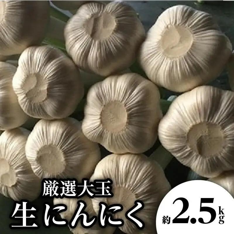 厳選大玉 生にんにく 約2.5kg【2026-5月上旬～2026-6月上旬配送】 | にんにく