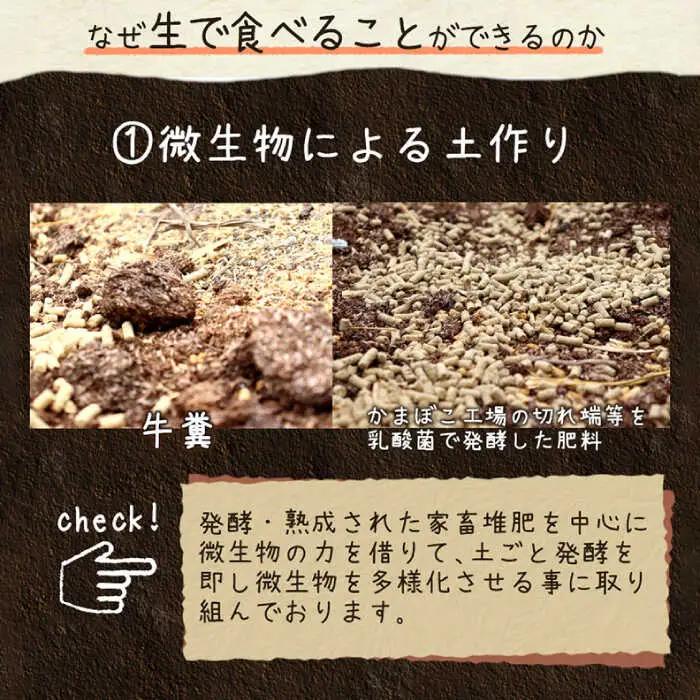 【2027年8月-発送】【生で食べられる】スイートアスパラ L-3L 約1.5kg [SDZ014] アスパラ