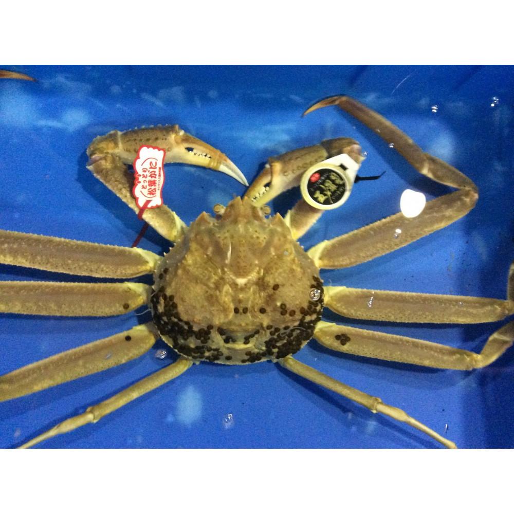 【ふるさと納税】【先行予約】【魚倉】五輝星生松葉ガニ(特々大1.2kg)数量限定品 | 蟹 魚介類 水産 食品 人気 おすすめ 送料無料
