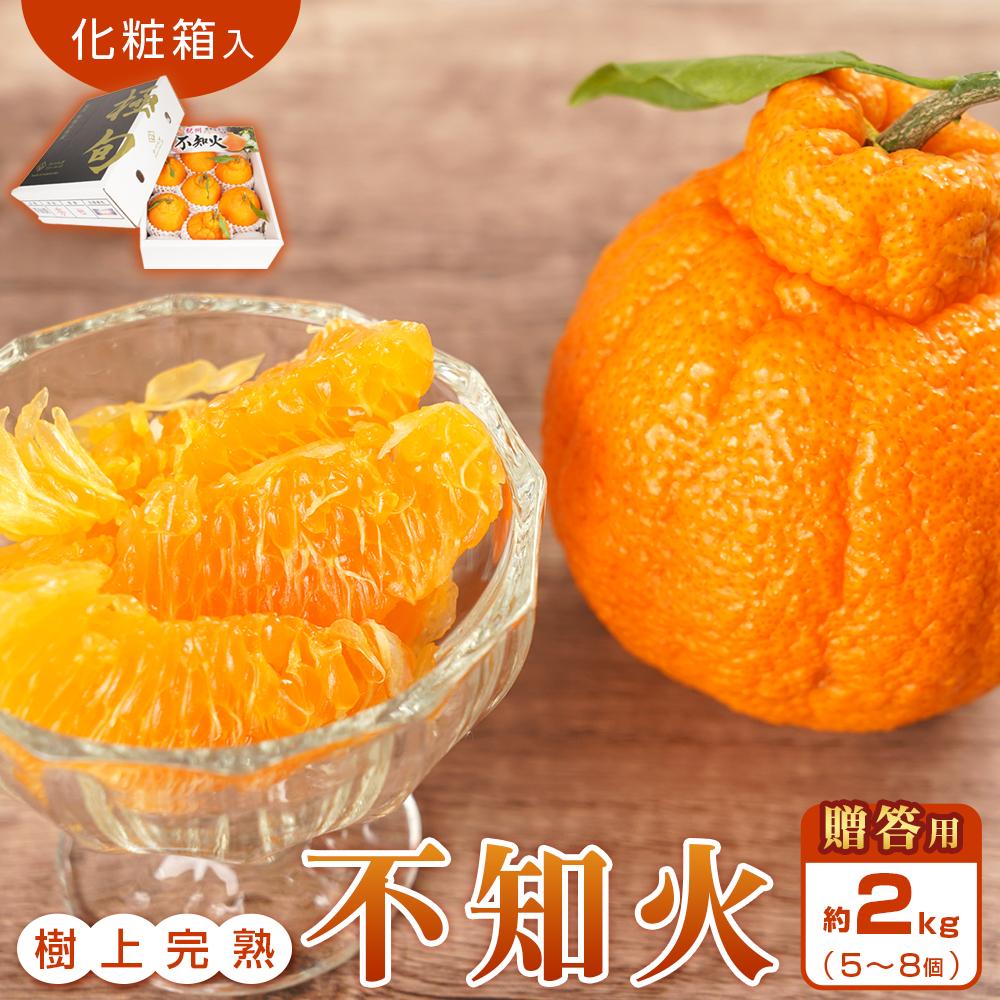 【ふるさと納税】【贈答用化粧箱入】 不知火 樹上完熟 約2kg （5～8個入）【2026年2月下旬頃～3月下旬頃発送】【KG10】 | みかん 蜜柑 フルーツ 果物 くだもの 食品 人気 おすすめ 送料無料