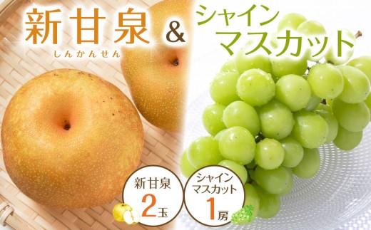 538.【先行予約】新甘泉2玉とシャインマスカット1房 ※2027年8月下旬～9月中旬頃に順次発送予定【先行予約 シャインマスカット マスカット 葡萄 ぶどう 梨 なし 果物 フルーツ くだもの 鳥取県 北栄町 おすすめ 人気 送料無料】