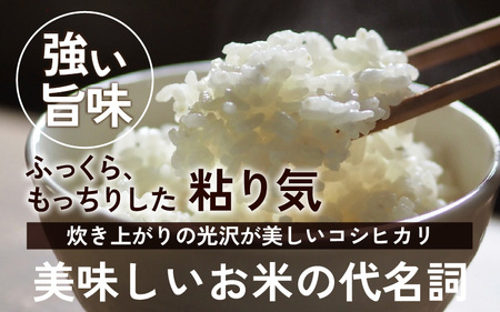 朝夕の寒暖差が生む極旨のお米 今庄産 コシヒカリ 10kg(5kg×2袋) [B-004001]