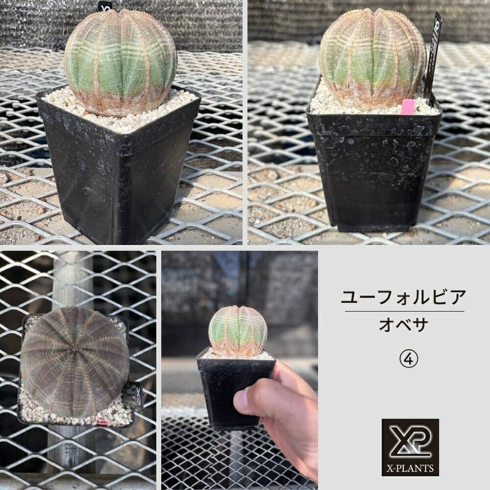 【ふるさと納税】ユーフォルビア オベサ_4 X-PLANTS 珍奇植物 ビザールプランツ 塊根植物
