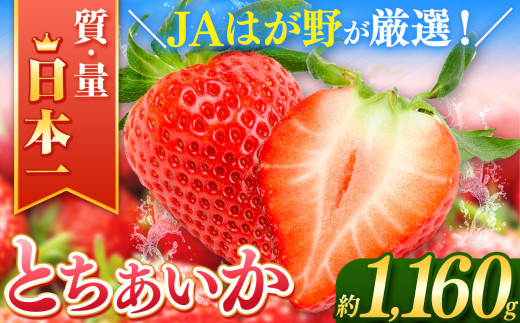 【2026年先行予約】とちあいか  (290g×4パック）約1160g | 日本一 いちご生産量 JAはが野 栃木県 代表 真岡市 栃木県 送料無料 苺 ストロベリー 人気品種 フルーツ 果物