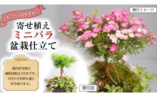 寄せ植え「ミニバラ盆栽仕立て」 ギフト 花[BN008ci]