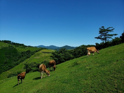 【牧場直送】薫る野牛乳180ml×12本セット　ノンホモ　低温殺菌　ジャージー牛　山地酪農　24時間365日放牧＜出荷開始：2024年8月以降順次出荷＞