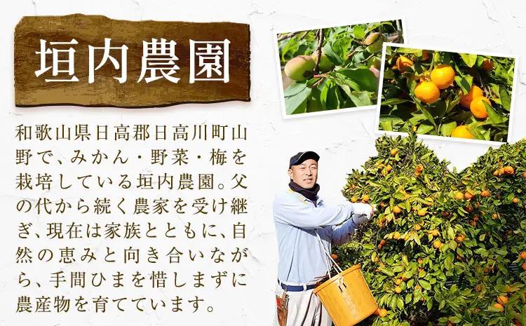八朔 約10kg はっさく