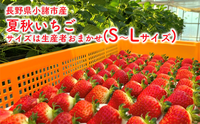 長野県小諸市産夏秋いちご　サイズは生産者おまかせ(S～Lサイズ) 果物 フルーツ 食後 デザート 高糖度 香りが強い ストロベリー 産地直送 