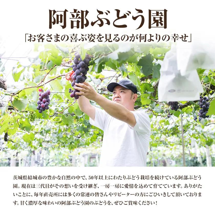 ぶどう 農園直送 朝採れシャインマスカット 2kg以上【配送不可地域あり】