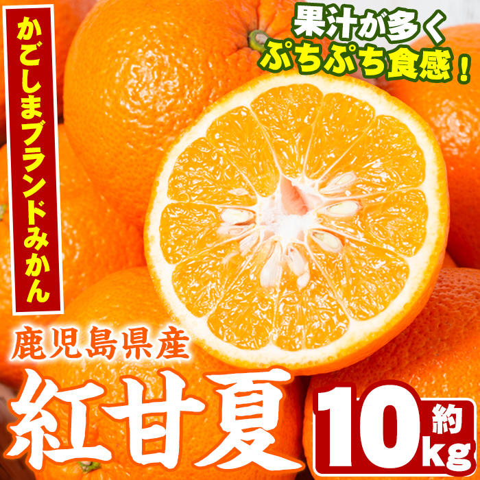 ＜2025年2月より順次発送予定＞数量限定！鹿児島県産紅甘夏みかん(約10kg・28玉～32玉)国産 果物 フルーツ【鹿児島いずみ農業協同組合】a-13-43