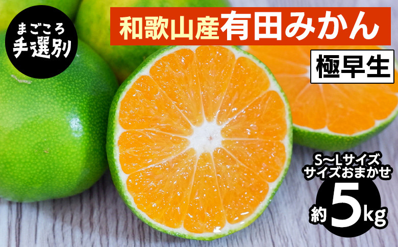 
            【まごころ手選別】和歌山産 有田みかん(極早生) 5kg (S～Lサイズ)【サイズおまかせ】 ※2025年10月上旬～11月中旬頃に順次発送予定
          