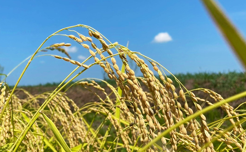新米 令和7年 新潟県産 棚田米 コシヒカリ 5kg 5キロ 米 上越市 清里区 厳選 こしひかり 白米 精米 