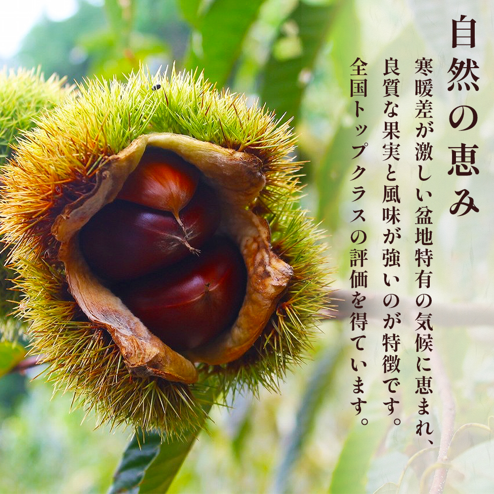 【2026年9月下旬から順次発送】JAくま 【球磨 栗】 2kg 先行予約 栗 くり 熊本県産 多良木町 くり マロン 和栗 旬 味覚 甘い ほっくり 山海の味覚 和 スイーツ フルーツ 果物 くだも