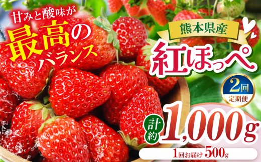 【定期便2ヶ月】【農家から届く甘酸っぱい贈り物】紅ほっぺ 約1000g | 紅ほっぺ いちご 苺 フルーツ 果物 国産 国産フルーツ 産地直送 農家直送 低農薬 お取り寄せ ギフト贈答用 プレゼント お歳暮 熊本県 玉名市