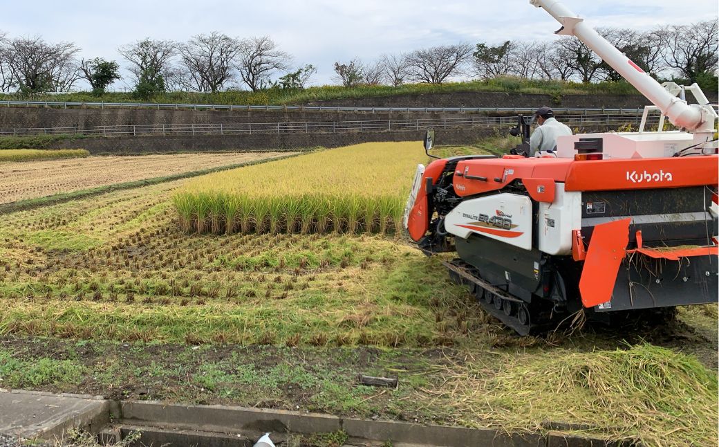 玄米＼11月より順次お届け／令和7年産 新米 15kg 玄米 単一原料米 れんげ ハツシモ 岐阜美濃の誇り れんげ育ちのハツシモ 米 新米 ごはん 白米 精米 お米 大黒屋 岐阜県 大垣市 15kg